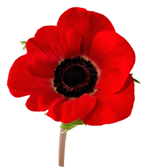 Remembrance Day / Armistice Day